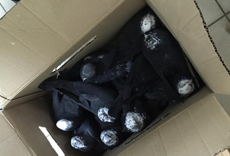 В Соль-Илецке «орнитолог-любитель» похитил 21 голубя
