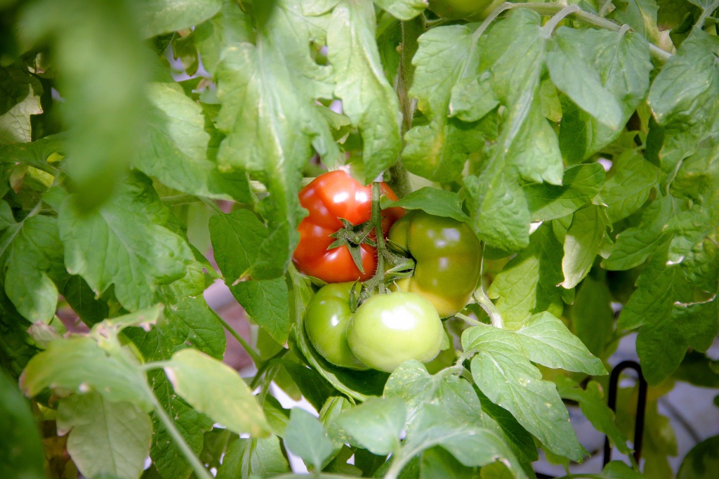 http://ria56.ru/uploads/images/pomidory%20kushkul.jpg