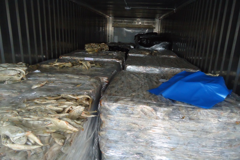 Хранения мороженой рыбы. Транспортировка замороженной рыбы. Склад рыбы. Упаковка и хранение рыбы. Погрузка рыбы.