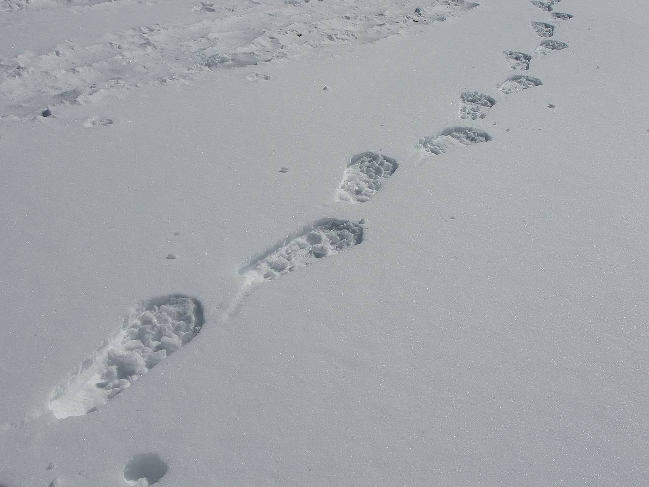 След недели будет. Дорожка следов ног криминалистика. Следы обуви на снегу. Дорожка следов на снегу. Следы на снегу криминалистика.