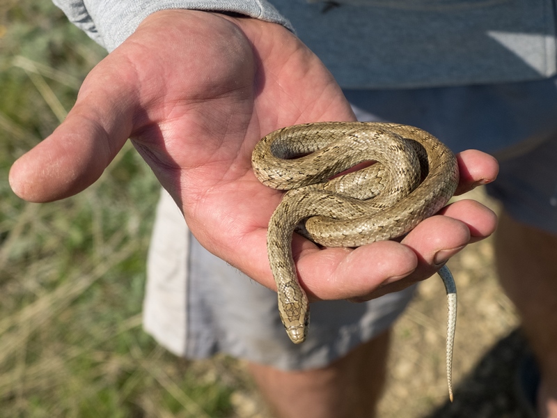 Змеи в саратовской области какие водятся фото