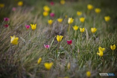 Оренбуржцев предупреждают о крупных штрафах за каждый сорванный весенний первоцвет