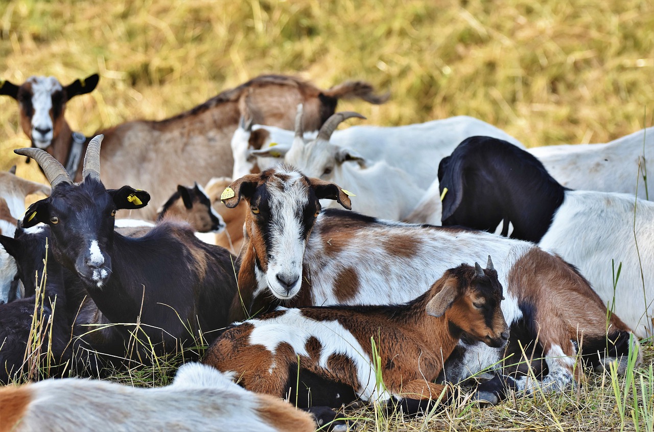 The Orenburg farmer got a grant on production unique goat down.