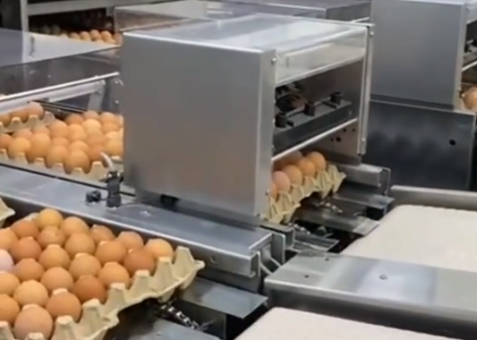 На оренбургской птицефабрике увеличат производство яиц на 50 млн штук в год