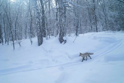 В оренбургском заповеднике рассказали, как лиса готовится к зиме