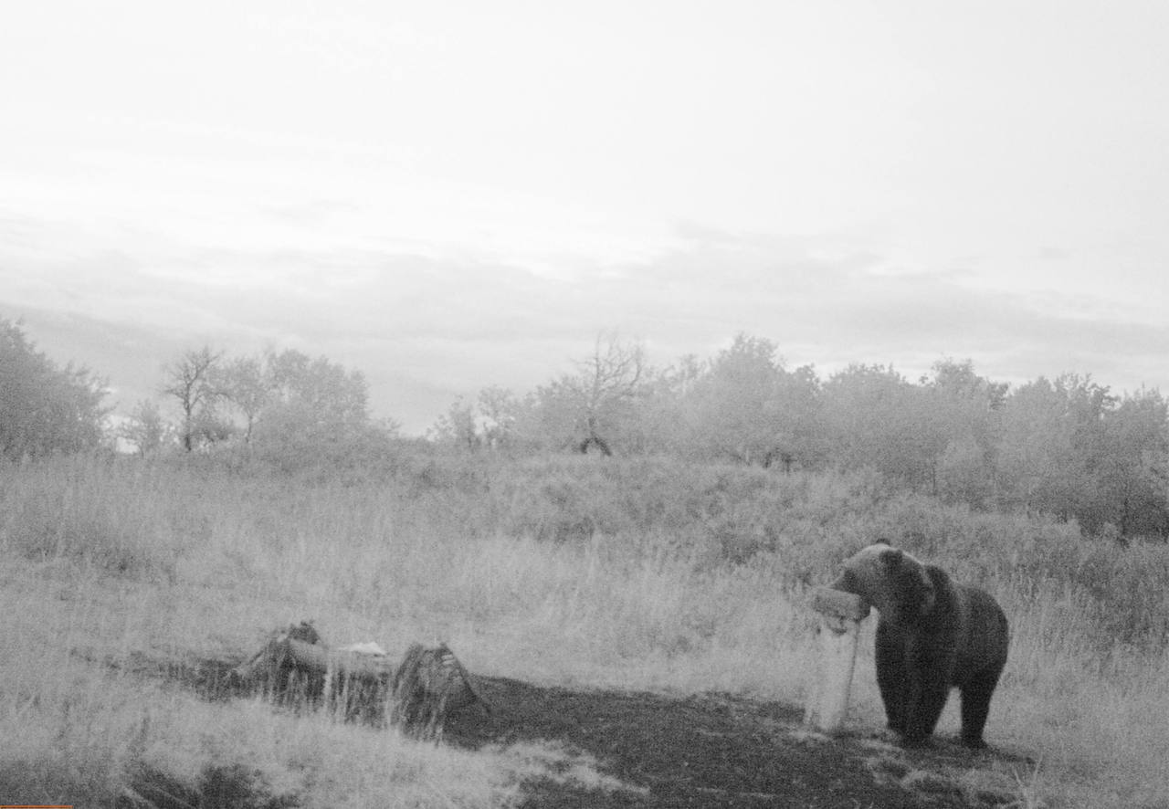 Шайтан 5. Медведь в Оренбургской области. Медведь в заповеднике. Шайтан-Тау заповедник.