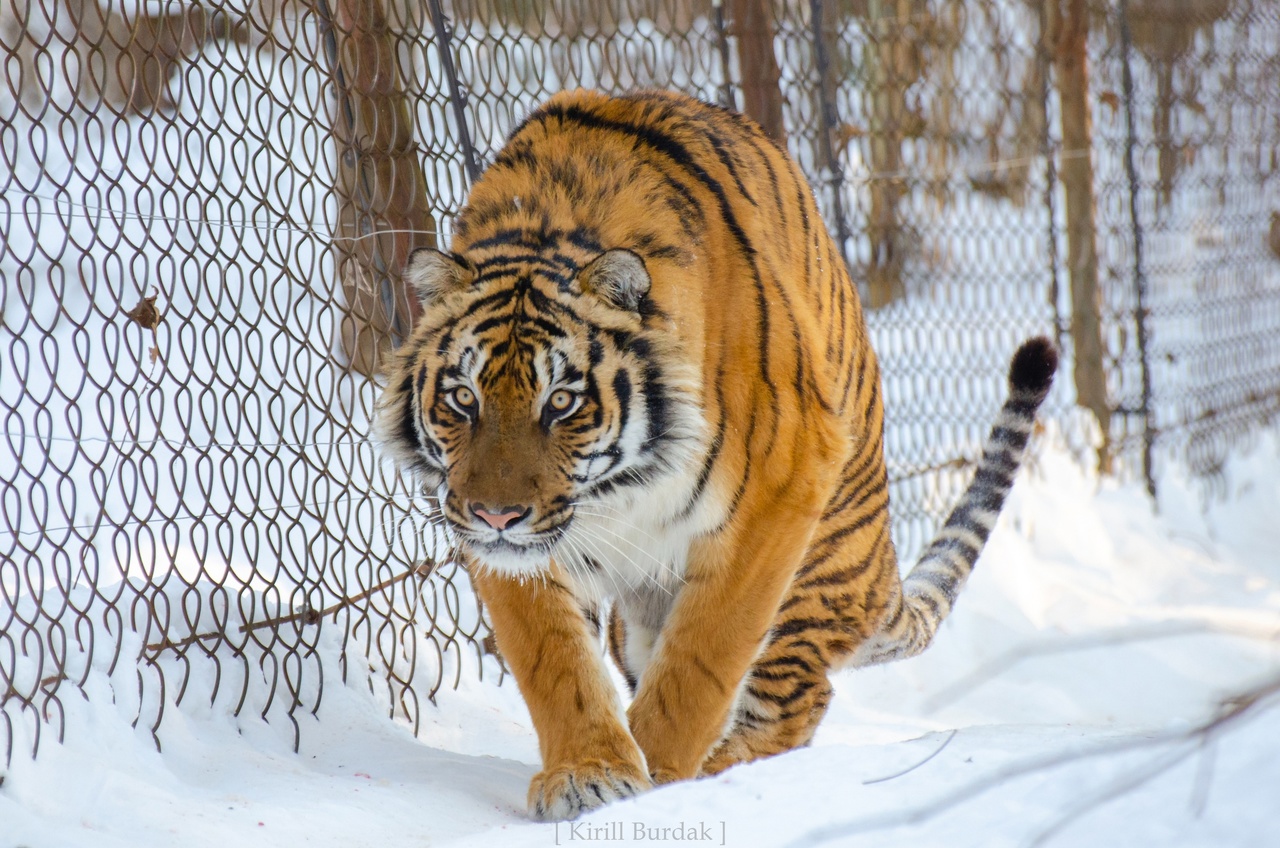 Покалеченный в Бузулуке тигренок Гектор превратился в красавца-тигра весом  130 кг | 12.02.2023 | Новости Оренбурга - БезФормата