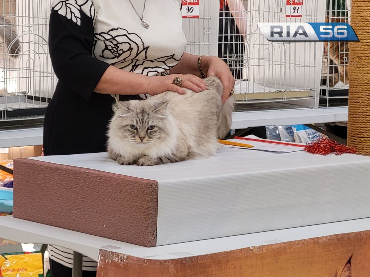 В Оренбурге проходит второй день международной выставки кошек разных пород  | 02.04.2023 | Новости Оренбурга - БезФормата