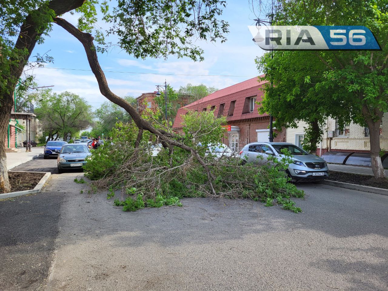 Упавшее дерево повредило два автомобиля на улице Кобозева в Оренбурге |  18.05.2023 | Новости Оренбурга - БезФормата