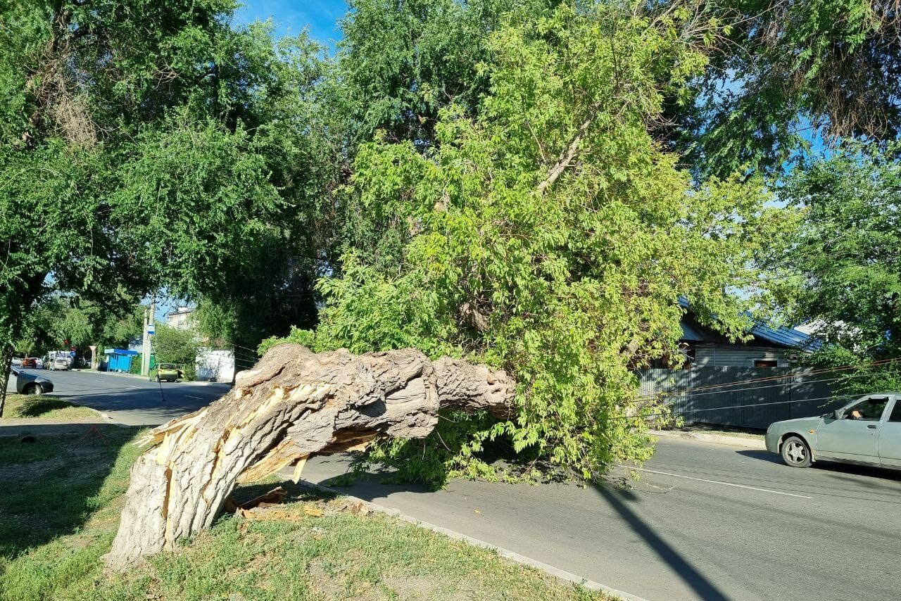 В Оренбурге на улице Рабочей дерево упало на дорогу и повредило провода |  12.07.2023 | Новости Оренбурга - БезФормата