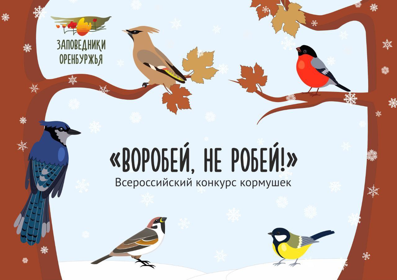 Воробей, не робей!». В Оренбуржье стартовал конкурс кормушек для птиц |  12.11.2023 | Новости Оренбурга - БезФормата