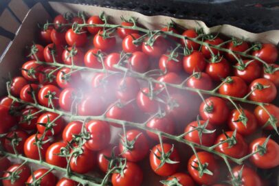 В Оренбуржье в 18 тоннах туркменских помидоров обнаружен вредный организм