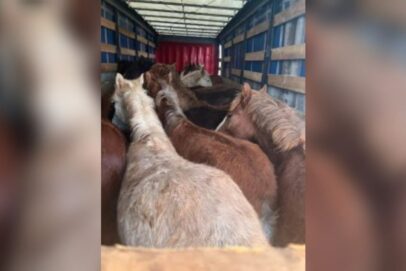 Эскадрон лошадей пытались незаконно вывезти из Оренбуржья в Казахстан