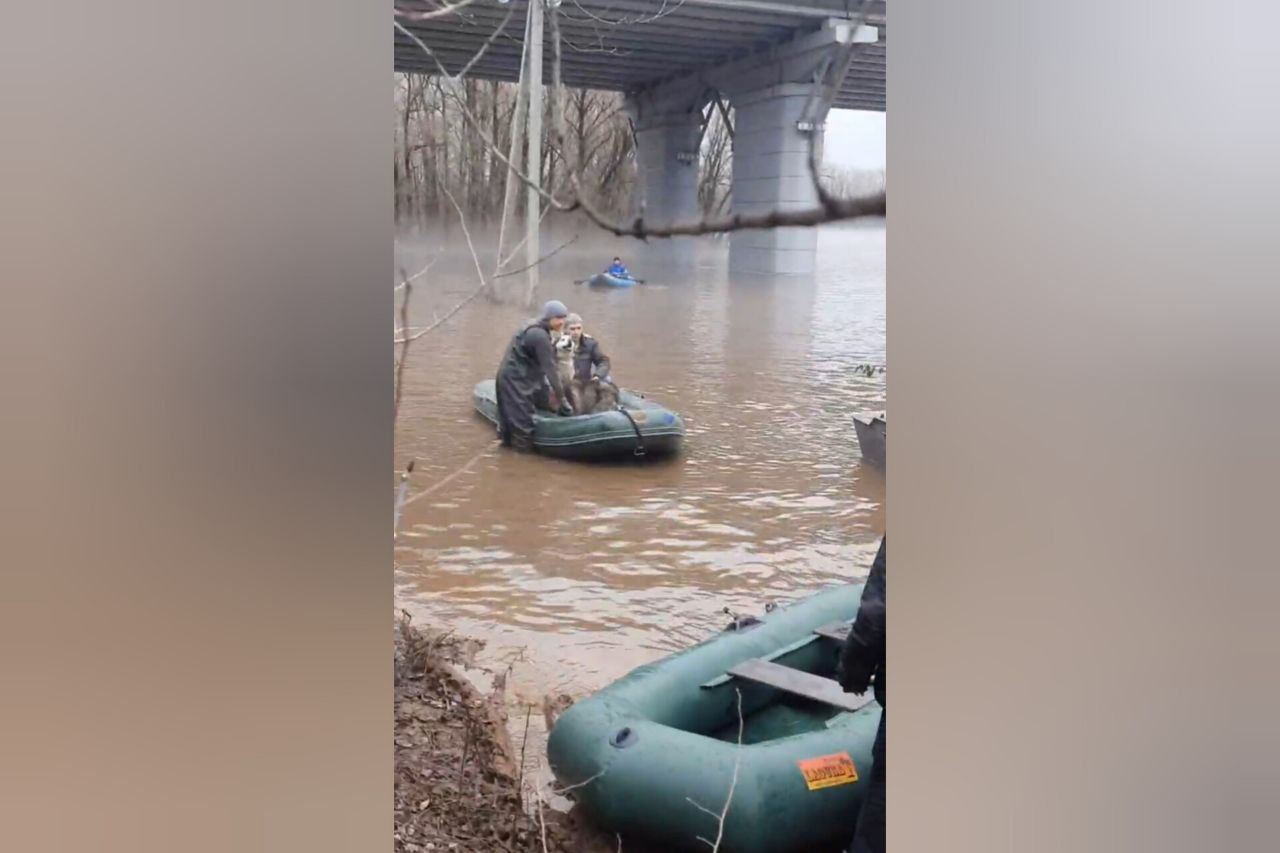 В Оренбурге эвакуируют 43 хаски из питомника на пляже «Волна» — Новости  Оренбурга и Оренбургской области на РИА56