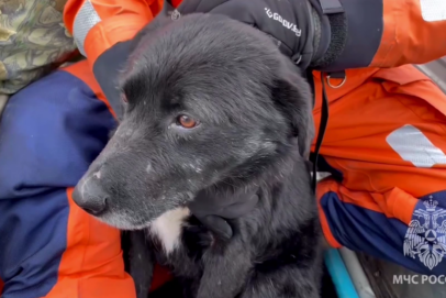 В Оренбурге сотрудники МЧС спасли собаку с подтопленной территории