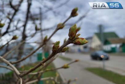 В ночь на 26 апреля в Оренбуржье ожидается погода без осадков и +3 градуса