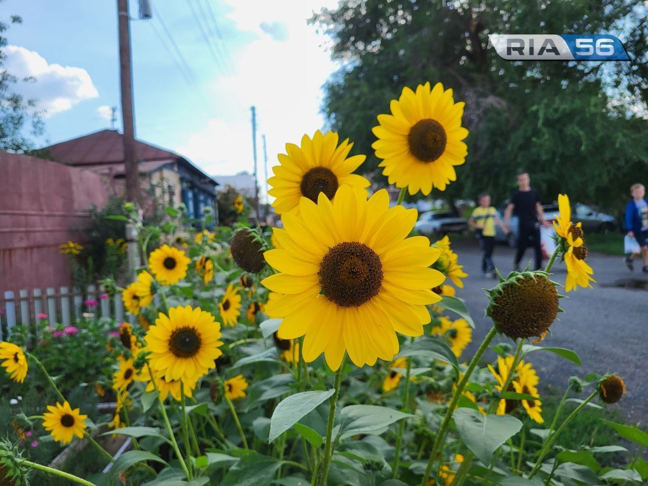 Днем, 3 июня, в Оренбуржье будет жарко. Ожидаются до +31 градуса, дождь и  гроза | 03.06.2024 | Новости Оренбурга - БезФормата