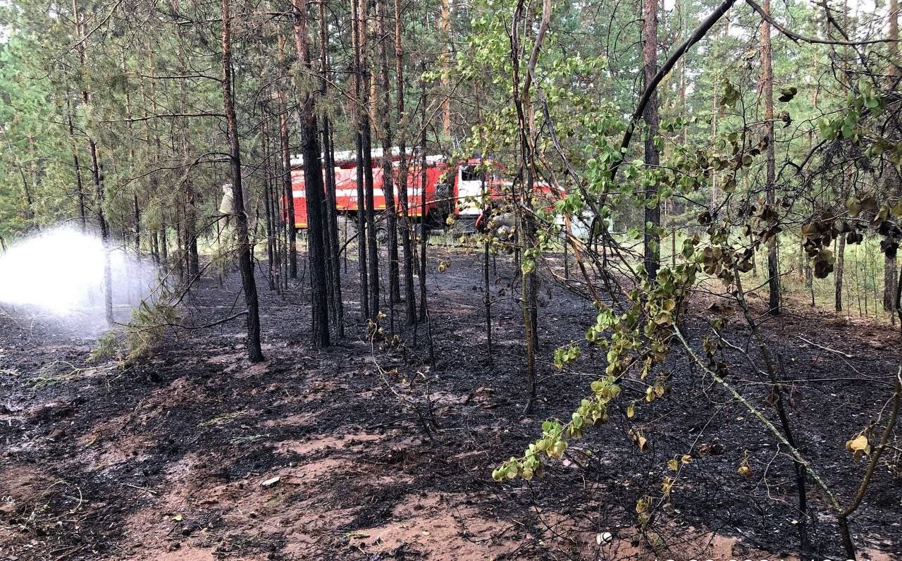 Бузулукский бор — Новости Оренбурга и Оренбургской области на РИА56