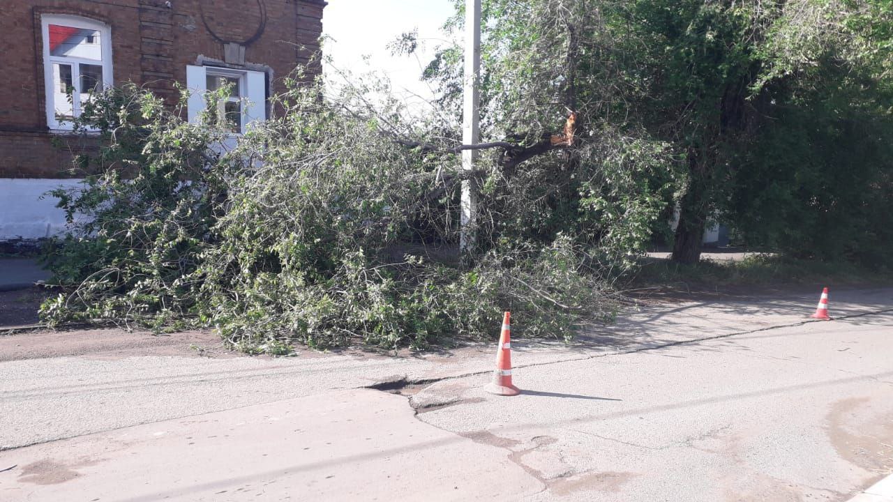 Сломанные и поваленные деревья. В Оренбурге устраняют последствия стихии |  08.06.2024 | Новости Оренбурга - БезФормата