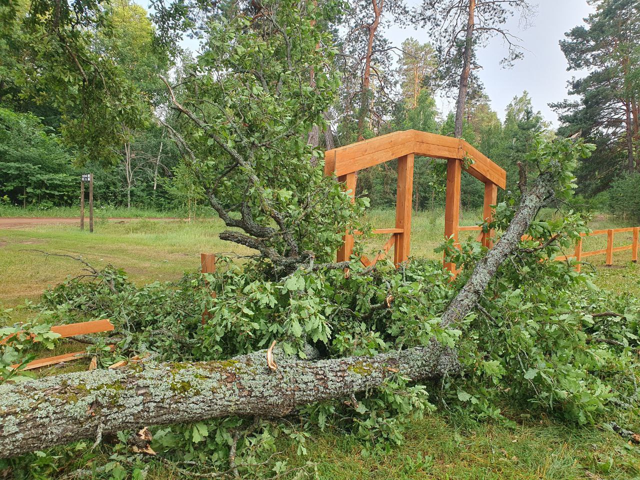 Упал огромный дуб, расплющена беседка. В Бузулукском бору накануне бушевал  шторм | 09.07.2024 | Новости Оренбурга - БезФормата