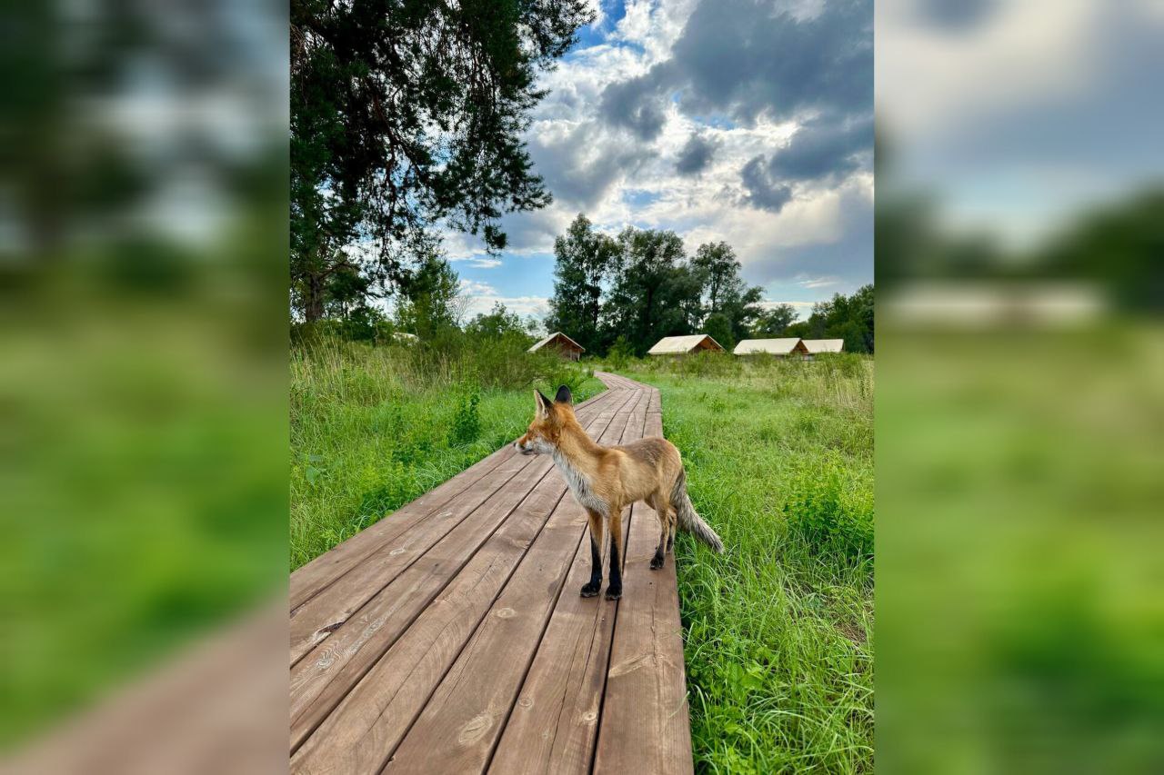 Животные бузулукского бора