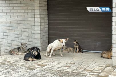 Глава СК России Бастрыкин ждет доклад по нападению бродячих собак на ребёнка в Ясном