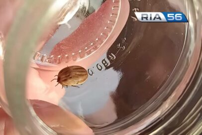 В Оренбуржье клещи за неделю покусали 18 взрослых и 9 детей