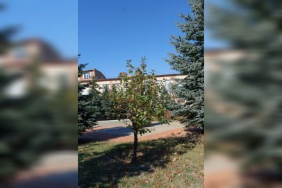Совсем скоро на голову оренбуржцам может упасть ньютоновское яблоко