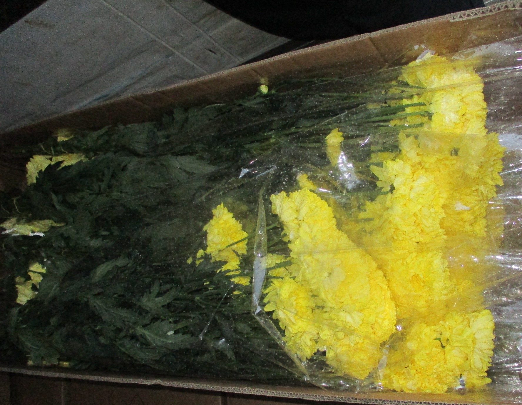 Не отцвели, а заражены. 15 тысяч хризантем не пустили в Оренбуржье из Казахстана