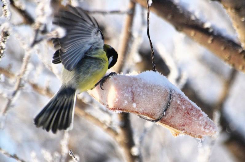 Синиц в Оренбуржье в морозы подкармливают салом