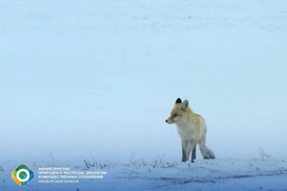 Минприроды рассказало, как действовать при встрече с дикими зверями в городе