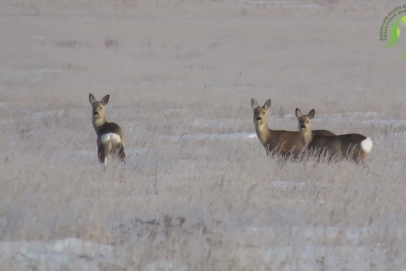 В ожидании весны: как живёт заказник «Светлинский» в зимнюю пору