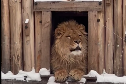 Спасённый в Оренбуржье лев Цезарь морозов не боится