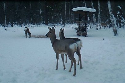Мы с тобой одной крови: Зимой в Бузулукском бору животные мирно делят кормушки