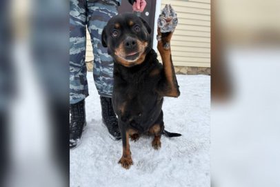 Все 4 полицейские собаки-пенсионеры обрели новых хозяев в Оренбурге