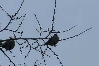 В Оренбург прилетели свиристели