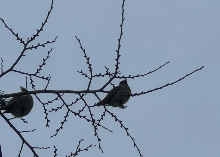 В Оренбург прилетели свиристели