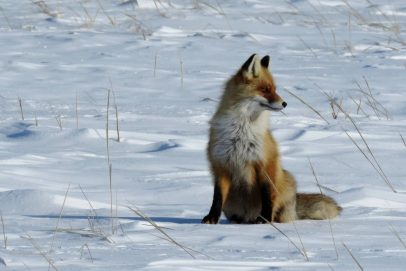 Лисы, лошади, и много кого. Как проходит зимний учёт в Оренбургском заповеднике