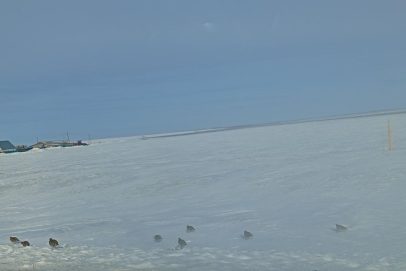 Жизнь на пределе: как куропатки выживают в морозный февраль в Оренбуржье