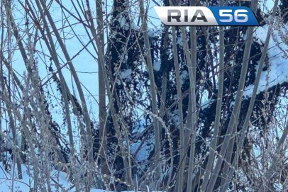 Кто сказал, что зима? Природа считает иначе — в Оренбуржье уже зацвела верба