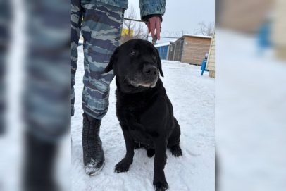 Нужен верный друг? Кинологи из Оренбурга отдают в добрые руки четверых собак