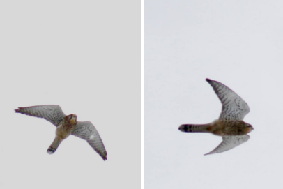 Ранняя пташка. В Оренбуржье раньше срока прилетела краснокнижная хищница