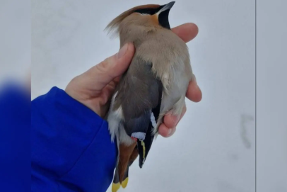 Надоели свиристели. Но помочь «пьяным» птицам можно, только осторожно