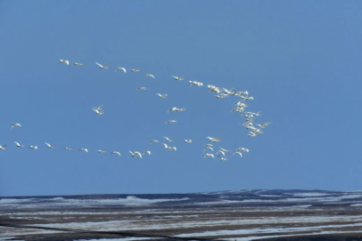 Весна в оренбургской степи, любуемся: от сугробов до первых цветов за 3 дня