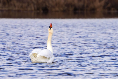 В Оренбуржье прилетели лебеди