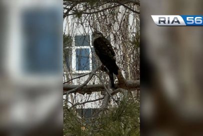Прилетел за добычей. Ястреба заметили в центре Оренбурга
