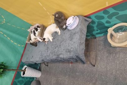 «Мурфест» и «Мурляндия» вне закона: в Оренбуржье проверили выставки животных