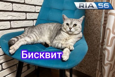 Усы, лапы и хвост: вот мои документы. 1 марта в России отмечается День кошек