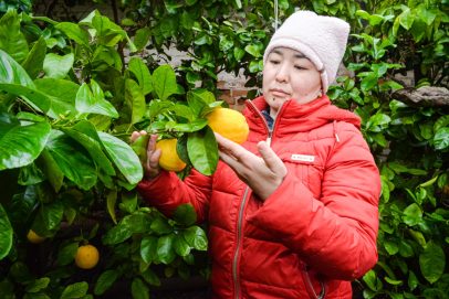 Оренбургские тропики: в научном центре созрели лимоны-гиганты