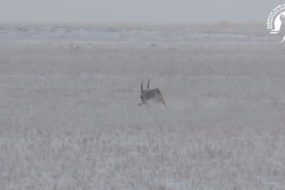 Прописался в степи: сайгак стал «своим» в оренбургском заказнике